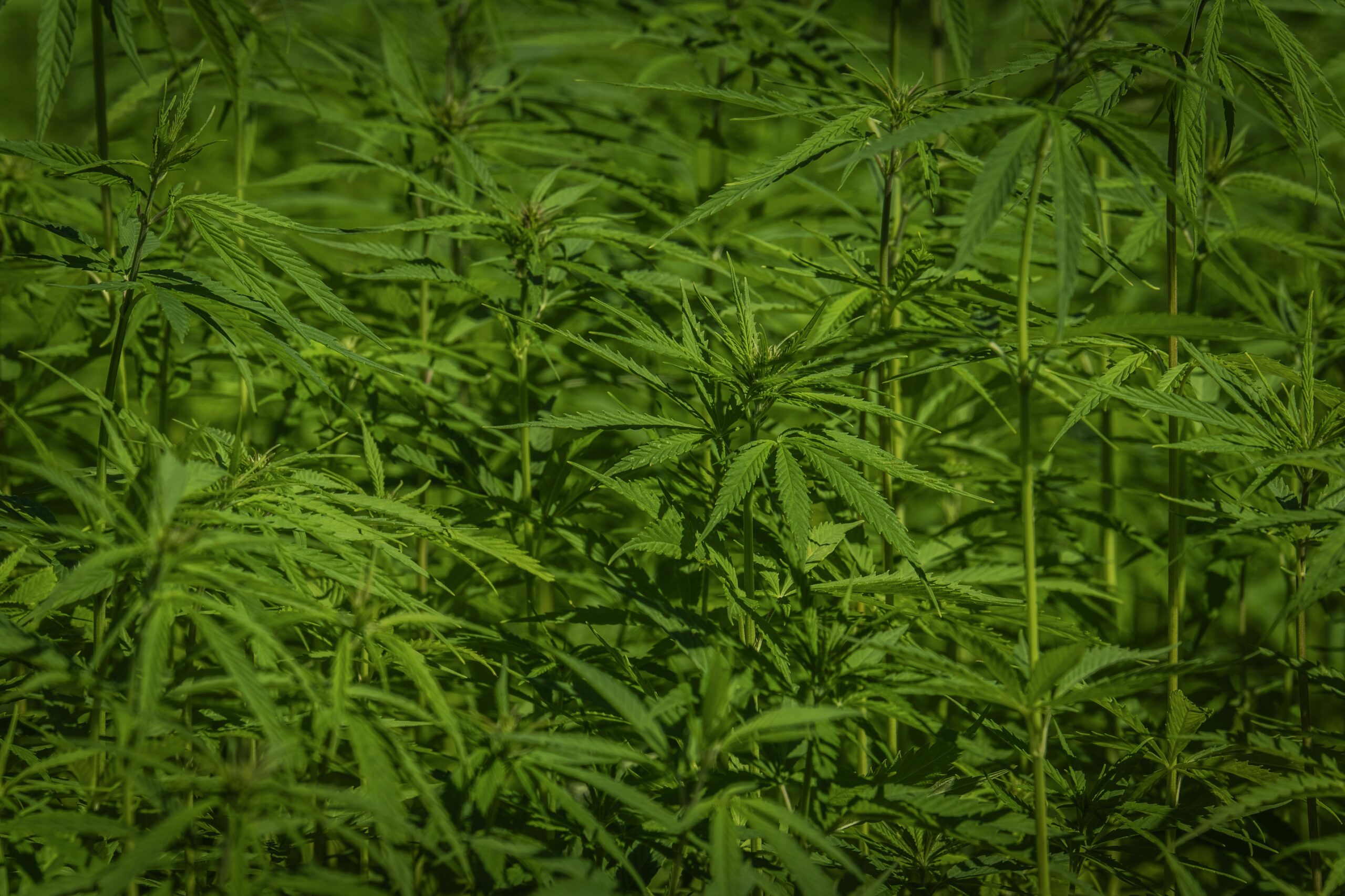 Why Hemp is becoming a daily component of daily wellness journies