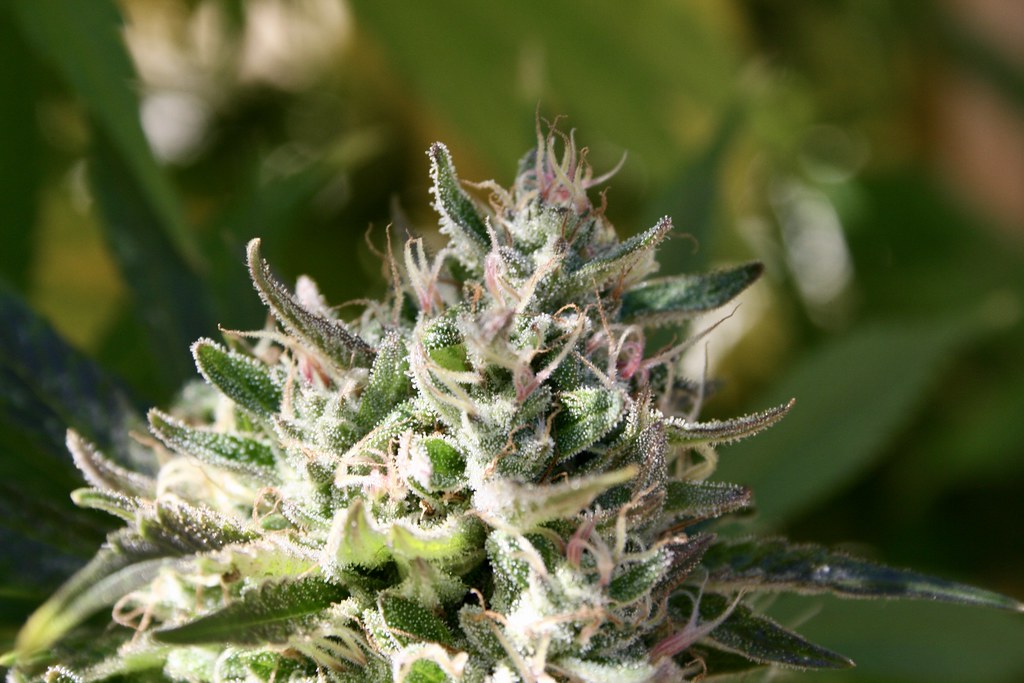 Flowering cannabis plant