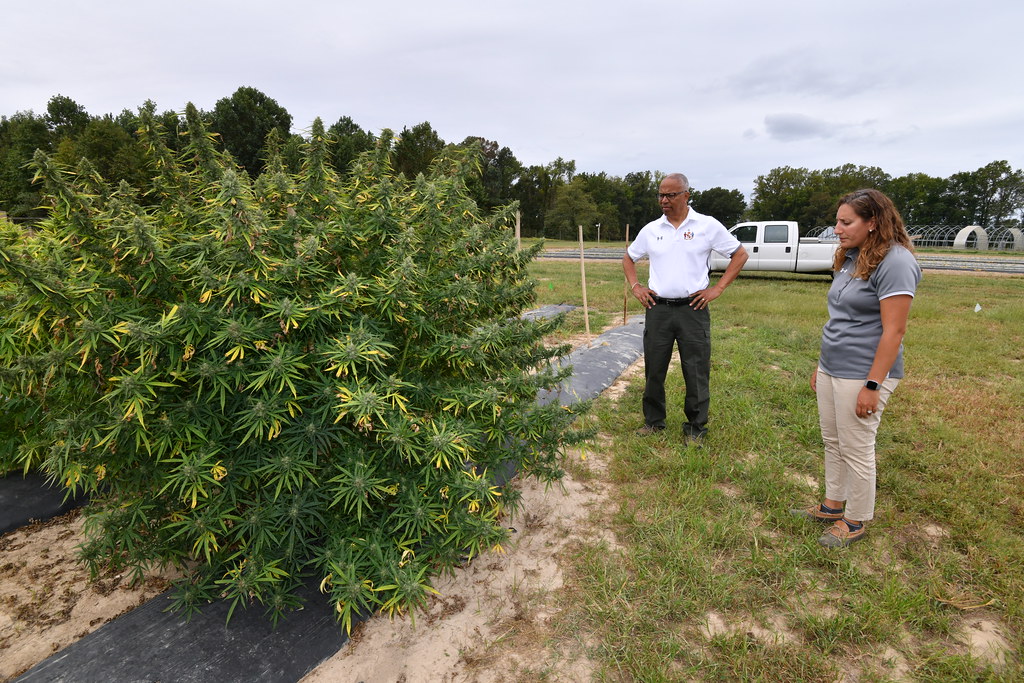Researchers inspecting hemp plants in a test field